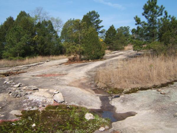 A rocky landscape featuring a winding path lined with patches of grass and small shrubs. Pine trees are visible in the background, and the scene is illuminated by a clear blue sky. Occasional stones and moss add texture to the terrain. Georgia International Horse Park mountain bike trail.