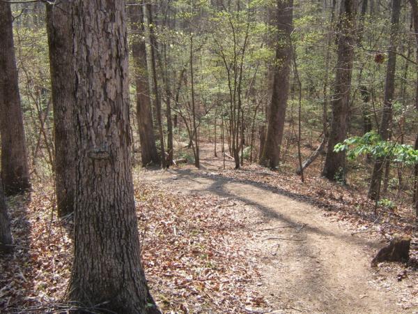 A winding dirt trail meanders through a serene forest, surrounded by tall trees with budding green leaves. Sunlight filters through the foliage, casting soft shadows on the path covered in fallen leaves, creating a tranquil and inviting atmosphere. Georgia International Horse Park mountain bike trail.
