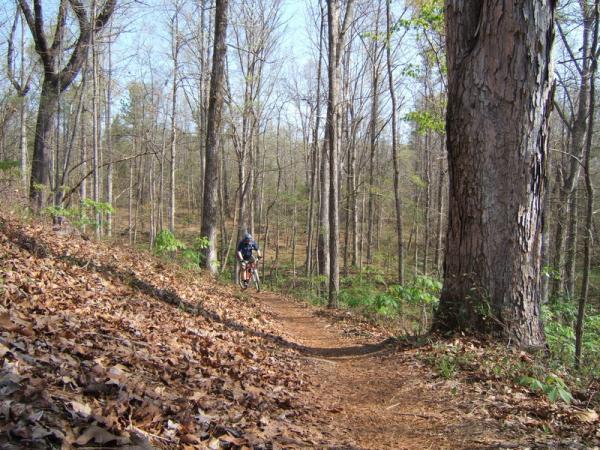 A cyclist riding along a winding dirt trail in a wooded area, surrounded by tall, bare trees and patches of green foliage. The ground is covered with fallen leaves, and the scene is bathed in natural daylight, creating a serene, outdoor atmosphere. Georgia International Horse Park mountain bike trail.