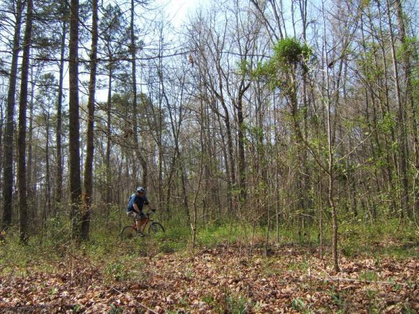 A mountain biker riding on a trail through a forest, surrounded by bare trees and green underbrush, with fallen leaves on the ground. Georgia International Horse Park mountain bike trail.