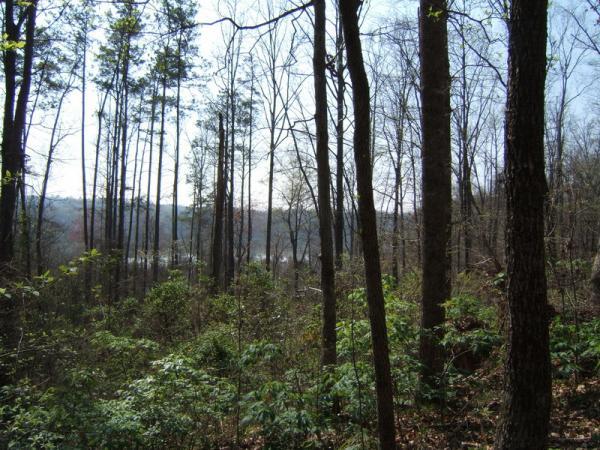 A scenic forest landscape featuring tall trees, some still bare of leaves, with a lush undergrowth of green foliage. The view stretches towards a distant body of water, visible through the trees, under a clear blue sky. Georgia International Horse Park mountain bike trail.