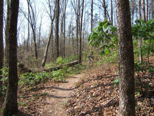 A narrow dirt path winds through a wooded area, lined with tall, leafless trees and patches of greenery. A fallen tree lies across the trail, and there are leaves scattered along the ground, indicating early springtime. Georgia International Horse Park mountain bike trail.