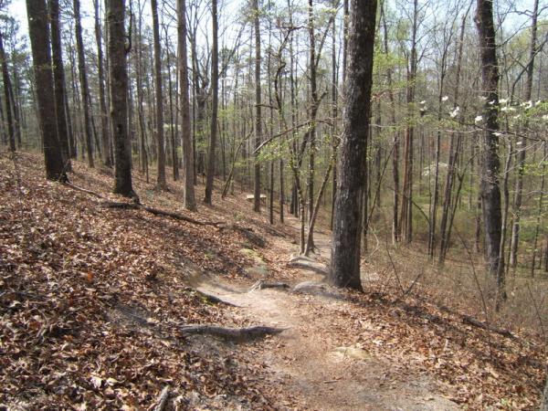 A winding dirt path leads through a tranquil forest, surrounded by tall trees with sparse leaves. The ground is covered with a mix of brown leaves and exposed roots, indicating the seasonal transition. The peaceful setting suggests a serene hiking experience in a natural environment. Georgia International Horse Park mountain bike trail.