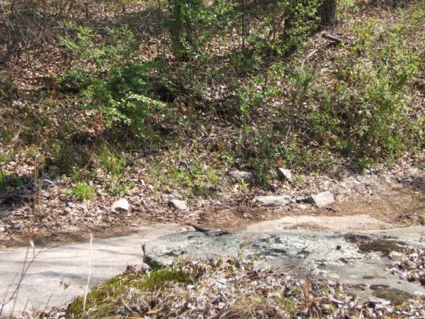 A natural landscape featuring a rocky area with patches of moss and scattered stones, surrounded by green plants and dry leaves on the ground, showcasing elements of a forest floor. Georgia International Horse Park mountain bike trail.
