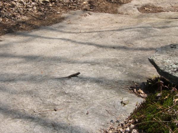A small lizard is poised on a flat, rocky surface in a natural setting, surrounded by patches of moss and scattered leaves. Sunlight filters through the trees, casting soft shadows on the ground. Georgia International Horse Park mountain bike trail.