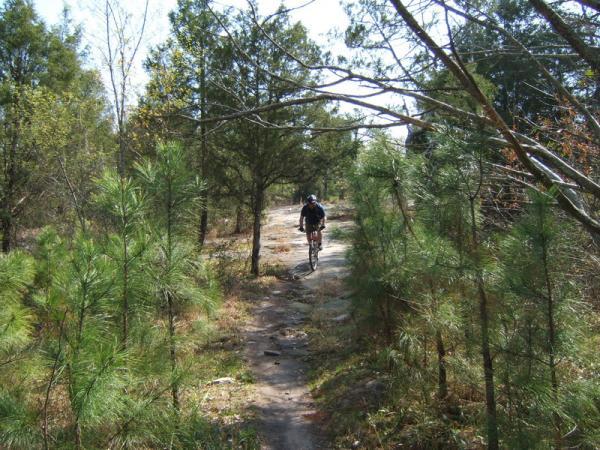 A mountain biker riding along a narrow, rocky trail surrounded by tall pine trees and lush greenery on a sunny day. Georgia International Horse Park mountain bike trail.