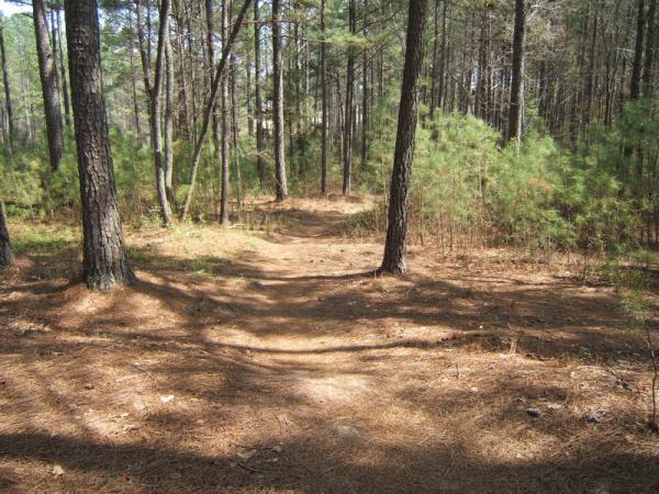 A narrow dirt path winding through a dense forest, lined with tall trees and scattered pine needles on the ground, creating a natural and tranquil atmosphere. Georgia International Horse Park mountain bike trail.