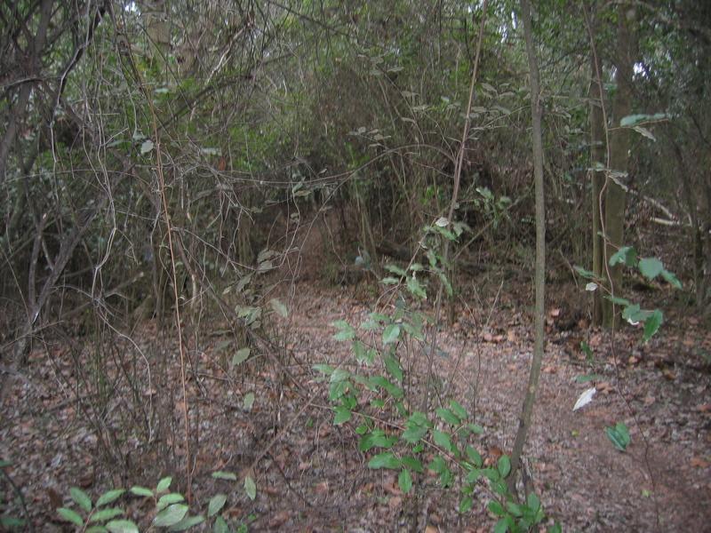 A dense forest path surrounded by tangled branches and greenery, with a soft, leaf-covered ground. The scene captures a sense of natural wilderness in a shaded, somewhat overgrown environment. Pumping Station mountain bike trail.