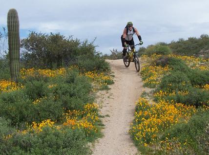 Mountain biker riding along a dirt trail surrounded by green vegetation and yellow wildflowers, with a cactus in the background under a cloudy sky. Hawes Loop mountain bike trail.