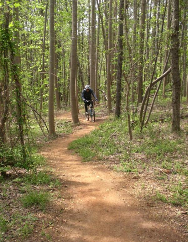A cyclist riding on a dirt trail through a lush green forest, surrounded by tall trees and fresh spring foliage. USNWC mountain bike trail.