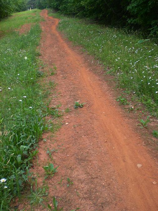 A winding dirt path surrounded by greenery and wildflowers, leading into a forested area. The path is reddish-brown and flanked by lush grass and vibrant plants on either side. USNWC mountain bike trail.