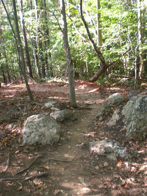 A winding trail through a wooded area, bordered by rocky outcrops and tall trees, with sunlight filtering through the leaves. The path is unpaved and slightly uneven, surrounded by greenery and fallen leaves. USNWC mountain bike trail.