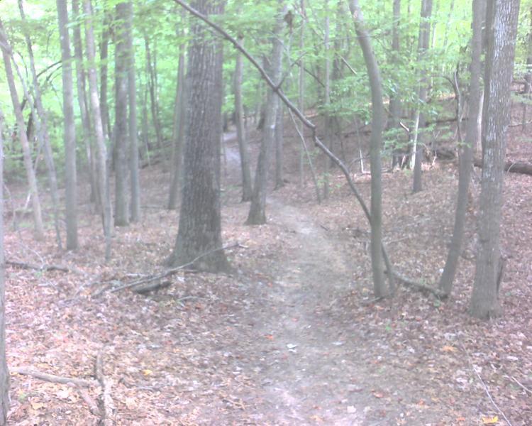 A wooded trail winding through a forest, surrounded by tall trees and scattered fallen leaves, with a path leading into the distance under dappled sunlight. Country Park mountain bike trail.