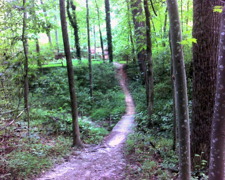 A winding dirt trail leads through a lush green forest, surrounded by tall trees and dense foliage. A wooden bridge spans a small dip in the path, inviting exploration into the serene nature setting. Bright greenery fills the scene, with soft sunlight filtering through the leaves. Country Park mountain bike trail.