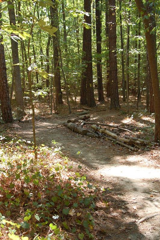 A sunlit forest path winding through tall trees, with a small pile of logs on the side and underbrush featuring green leaves and some fallen leaves scattered on the ground. Lake Crabtree County Park mountain bike trail.