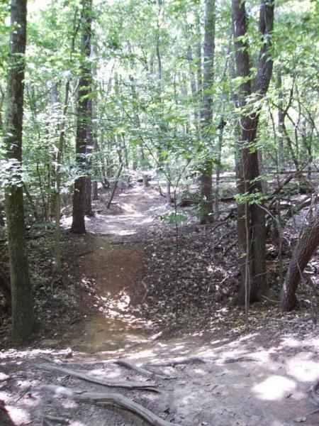 A dirt path winding through a lush green forest, surrounded by tall trees. Sunlight filters through the leaves, casting dappled shadows on the ground. The trail is slightly uneven, with exposed roots visible along the sides. Owls Roost (Bur-Mil Park) mountain bike trail.