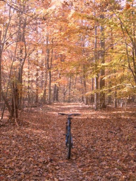 A mountain bike is positioned on a leaf-covered trail surrounded by trees with vibrant autumn foliage in shades of orange and yellow. The scene captures the peaceful ambiance of a forest during fall. Owls Roost (Bur-Mil Park) mountain bike trail.