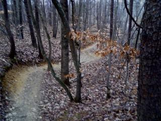 A winding dirt path through a forest, surrounded by tall trees with sparse leaves and a carpet of fallen leaves on the ground. The scene appears tranquil and slightly misty, suggesting a quiet woodland area. Owls Roost (Bur-Mil Park) mountain bike trail.