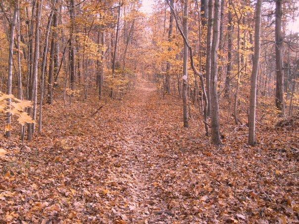 A serene forest path through autumn foliage, lined with trees displaying golden and orange leaves. The ground is covered with a blanket of fallen leaves, creating a picturesque scene in a tranquil woodland setting. Reedy Fork mountain bike trail.