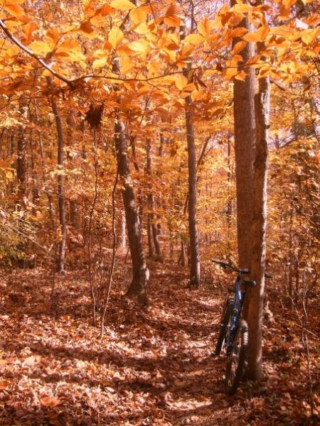 A mountain bike leaning against a tree along a winding trail surrounded by bright orange and yellow autumn leaves in a dense forest. Sunlight filters through the trees, casting dappled shadows on the ground covered with fallen leaves. Reedy Fork mountain bike trail.