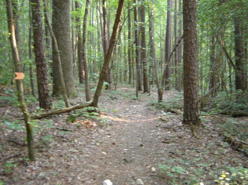 A winding dirt path through a lush green forest, surrounded by tall trees. Sunlight filters through the leaves, creating a serene and tranquil atmosphere. A small orange marker is visible on a nearby tree, indicating the trail direction. San-lee Park mountain bike trail.