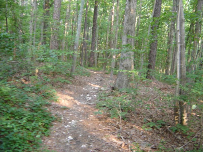 A narrow dirt path winding through a dense forest, surrounded by tall trees and lush green foliage. Sunlight filters through the leaves, illuminating the earthy trail. San-lee Park mountain bike trail.