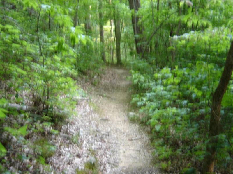 A blurred view of a winding dirt path surrounded by lush green foliage and trees in a forest setting. The pathway is partially covered with leaves, suggesting a natural, untouched environment. San-lee Park mountain bike trail.