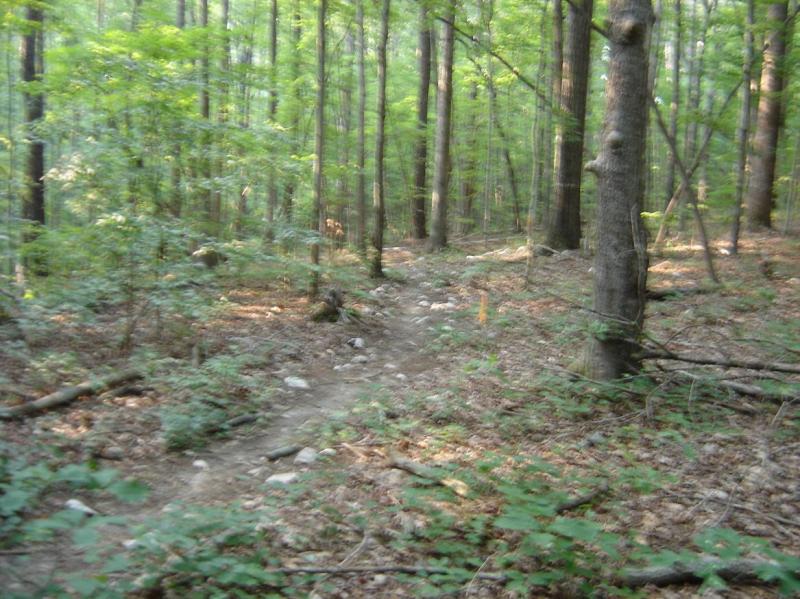A narrow, winding dirt trail through a dense forest, surrounded by tall trees and green foliage. Sunlight filters through the leaves, casting soft light on the rocky path littered with fallen leaves and small plants. San-lee Park mountain bike trail.