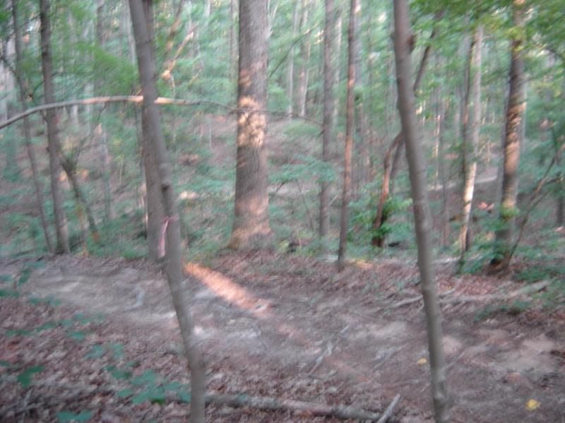 An indistinct view of a forest with tall trees, greenery, and a dirt path partially obscured by branches and leaves. The scene has a soft, diffused light filtering through the foliage, creating a serene and natural environment. San-lee Park mountain bike trail.