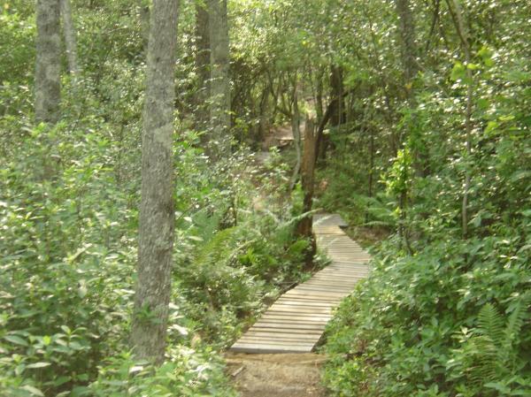 A wooden pathway winding through a lush green forest, surrounded by trees and dense foliage. Sunlight filters through the leaves, casting a warm glow on the serene landscape. Smith Lake mountain bike trail.
