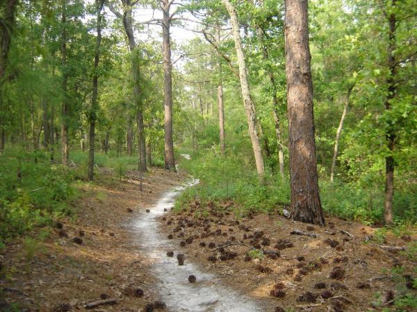 A winding dirt trail leads through a lush green forest, surrounded by tall trees and scattered pine cones on the ground. Sunlight filters through the leaves, creating a serene and inviting atmosphere in nature. Smith Lake mountain bike trail.