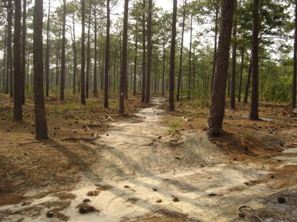 A wooded path winding through a forest of tall, slender pine trees. The ground is covered with fallen pine cones and sandy soil, with light filtering through the branches, creating a serene atmosphere. Smith Lake mountain bike trail.