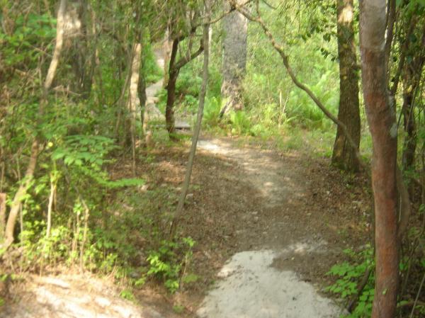 Alt text: A winding dirt path through a lush forest, surrounded by trees and greenery, leading deeper into the woods. Smith Lake mountain bike trail.