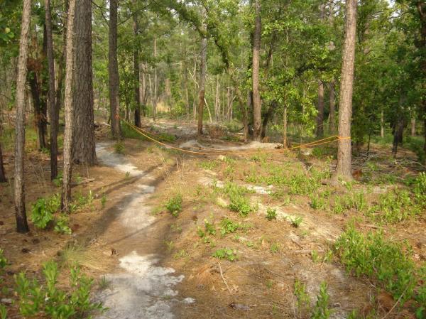 A winding dirt path through a forested area, surrounded by tall trees and underbrush. The ground is covered with pine needles and patches of grass, leading towards a section marked with a yellow rope. Sunlight filters through the leaves, creating a natural and tranquil atmosphere. Smith Lake mountain bike trail.