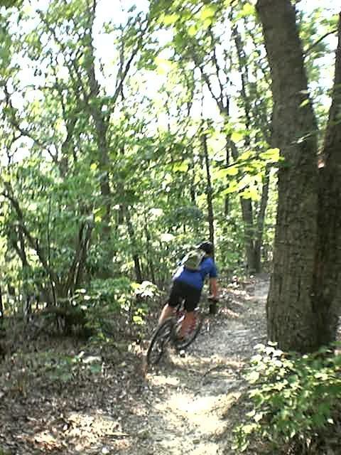 A mountain biker navigating a winding dirt trail through a lush, green forest, surrounded by trees and sunlight filtering through the leaves. Uwharrie NF: Wood Run, Supertree And Keyauwee mountain bike trail.