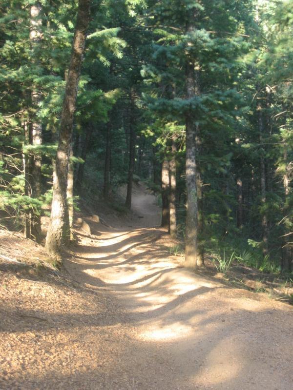 A winding dirt path meanders through a lush forest, with tall evergreen trees lining each side. Sunlight filters through the leaves, creating dappled shadows on the ground. The scene conveys a serene and inviting atmosphere, perfect for hiking or exploring nature. Captain Jack's mountain bike trail.