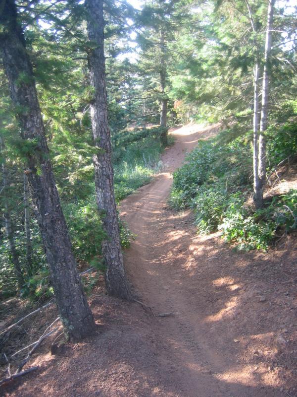A winding dirt trail surrounded by lush greenery and tall trees, leading through a serene forest setting. The path is dappled with sunlight filtering through the leaves, creating a peaceful natural atmosphere. Captain Jack's mountain bike trail.