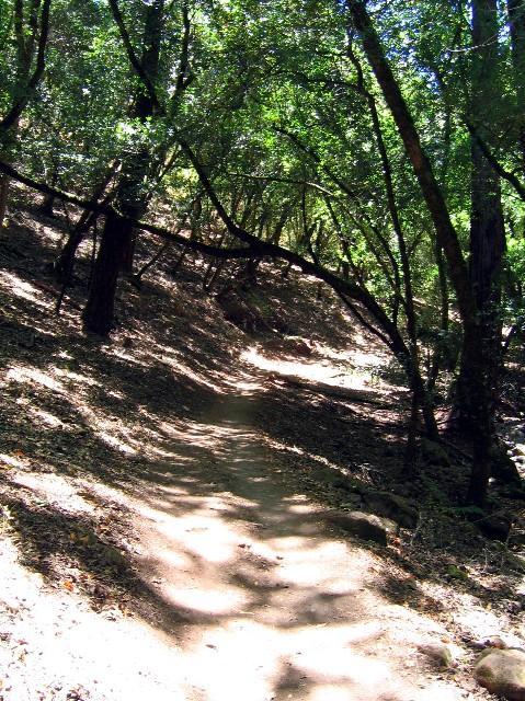 A winding dirt trail surrounded by lush green trees and dappled sunlight, leading through a shaded forest. The path is slightly uneven, with scattered leaves along the edges, creating a serene and natural atmosphere. Annadel State Park mountain bike trail.