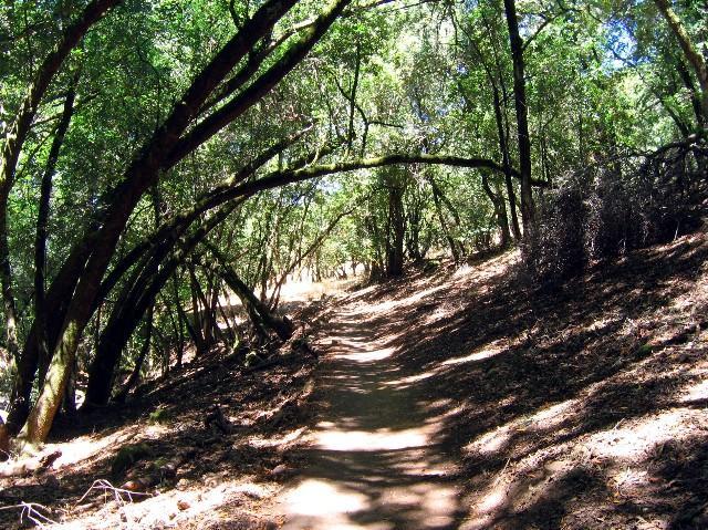 A winding dirt path surrounded by dense greenery and overhanging trees in a forested area, with sunlight filtering through the leaves, creating dappling shadows on the ground. Annadel State Park mountain bike trail.