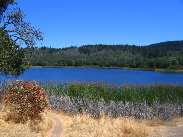 A serene landscape featuring a clear blue lake surrounded by lush greenery and tall reeds, with a small dirt path leading toward the water. The background showcases a forested area under a bright, cloudless sky. In the foreground, there is a bush with reddish leaves, indicating a blend of colors in the scenery. Annadel State Park mountain bike trail.