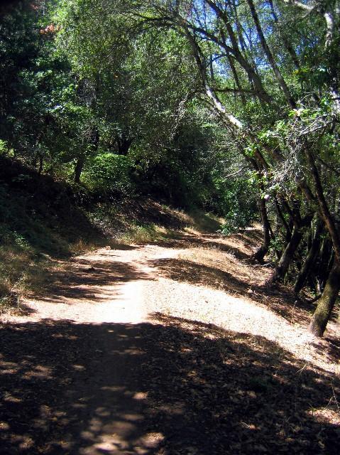 A winding dirt path through a lush, green forest. Sunlight filters through the trees, casting dappled shadows on the ground. The trail is flanked by trees, with some areas covered in fallen leaves and underbrush. Annadel State Park mountain bike trail.