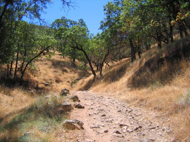 A rocky dirt trail winding through a dry landscape with scattered trees and golden grass under a clear blue sky. The path is surrounded by a gentle slope, leading into the natural scenery of a wooded area. Annadel State Park mountain bike trail.