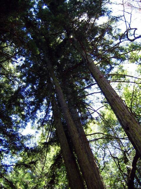 Tall trees viewed from below, reaching towards a bright sky. Sunlight filters through the dense canopy of leaves, creating a serene forest atmosphere. Annadel State Park mountain bike trail.