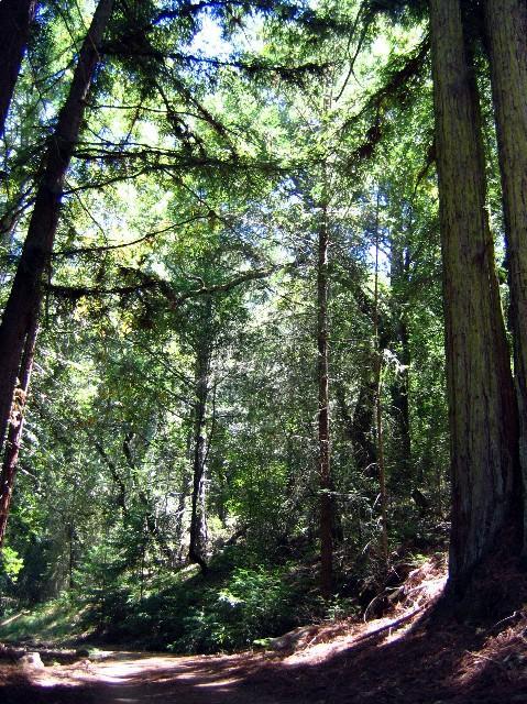 A tranquil forest scene depicting tall green trees casting dappled sunlight onto a winding path. The lush undergrowth and varying shades of green create a serene atmosphere, inviting exploration in nature. Annadel State Park mountain bike trail.