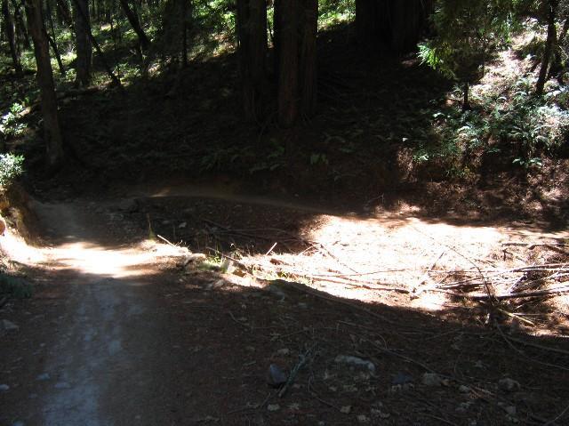 A winding dirt trail surrounded by tall trees and lush underbrush, with patches of sunlight illuminating one side of the path and creating shadows on the other. Annadel State Park mountain bike trail.