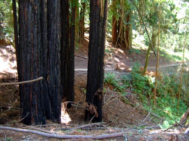 A view of tall, dark-barked redwood trees in a wooded area, with a forest floor covered in fallen leaves and branches. A winding dirt path can be seen in the background, surrounded by lush greenery. Annadel State Park mountain bike trail.