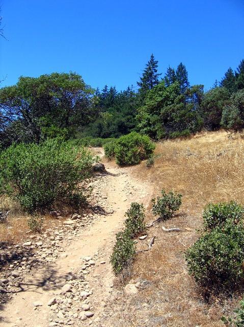 A narrow dirt path winding through a landscape of dry grass and lush green shrubs, surrounded by trees under a clear blue sky. Annadel State Park mountain bike trail.