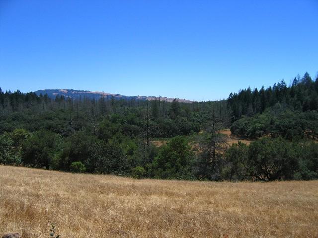 A panoramic view of a natural landscape featuring a grassy foreground with patches of dry grass, leading into a lush green area filled with trees. In the background, rolling hills are visible under a clear blue sky. The scene captures the contrast between the dry and green vegetation, showcasing a serene and untouched environment. Annadel State Park mountain bike trail.