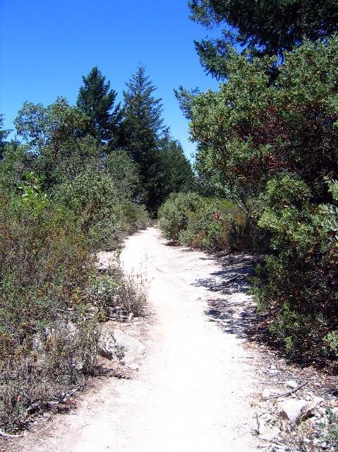 A winding dirt path surrounded by shrubs and trees under a clear blue sky. Annadel State Park mountain bike trail.