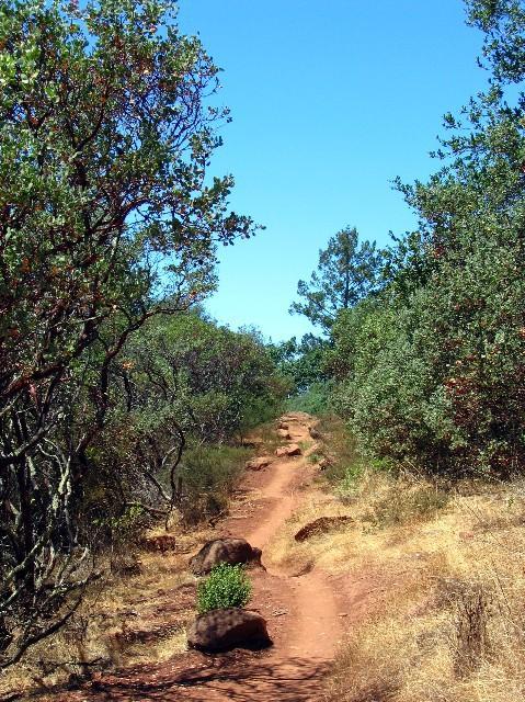 A winding dirt path surrounded by greenery and low shrubs, leading towards a clear blue sky. The path is bordered by small rocks and patches of dry grass, suggesting a natural outdoor setting. Annadel State Park mountain bike trail.